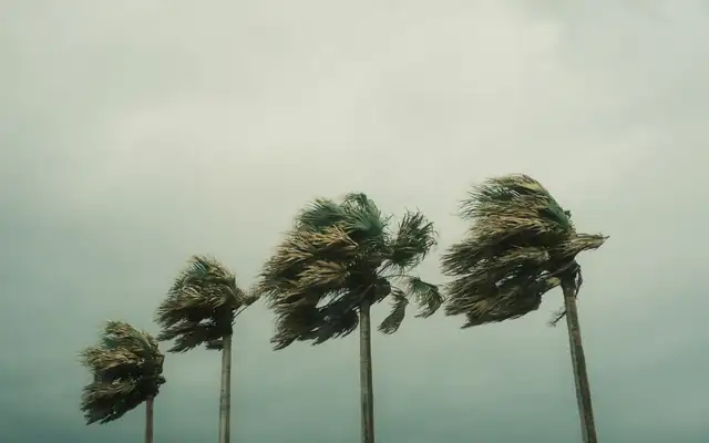 Palm trees bending in strong tropical storm winds